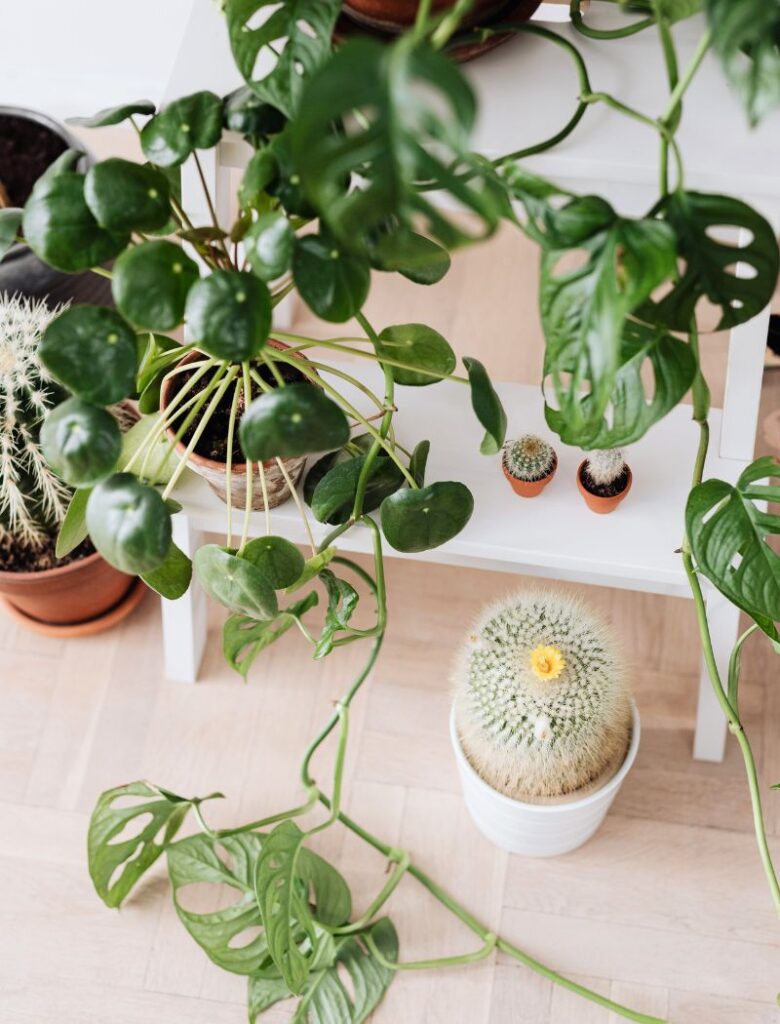 The Benefits of Houseplants and How to Get Started