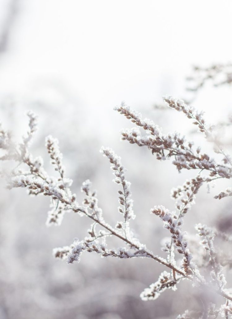 Holistic Wellness Tips for a Healthy Winter Season