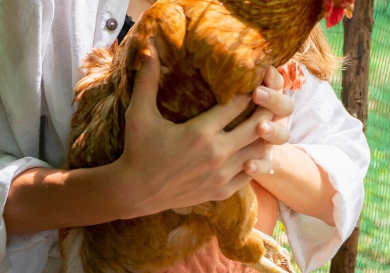 Backyard Chickens for CEOS Productivity and Well-Being