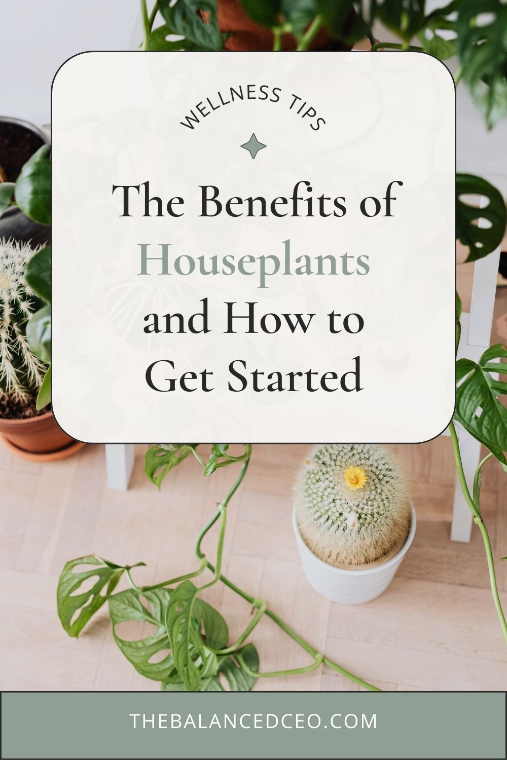 The Benefits of Houseplants and How to Get Started