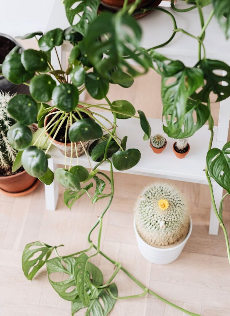 The Benefits of Houseplants and How to Get Started