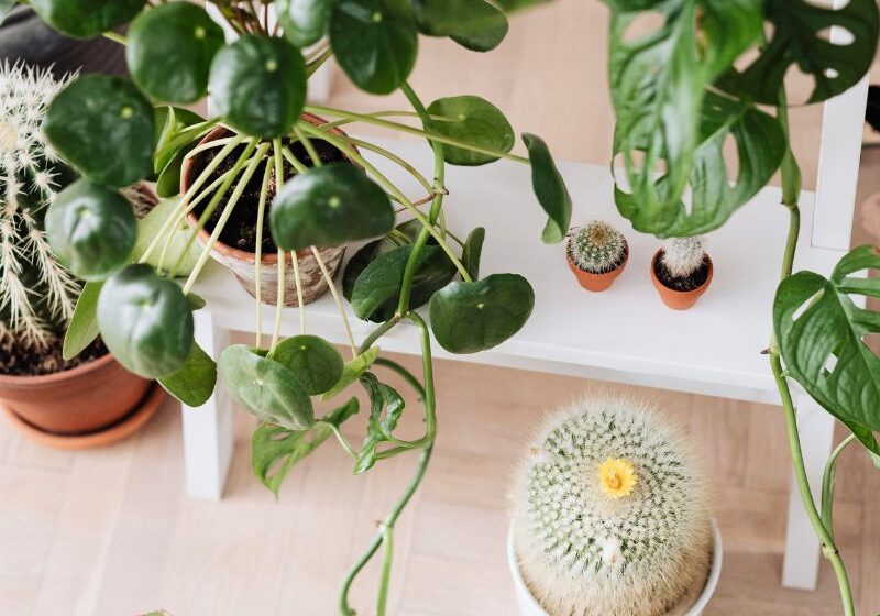 The Benefits of Houseplants and How to Get Started