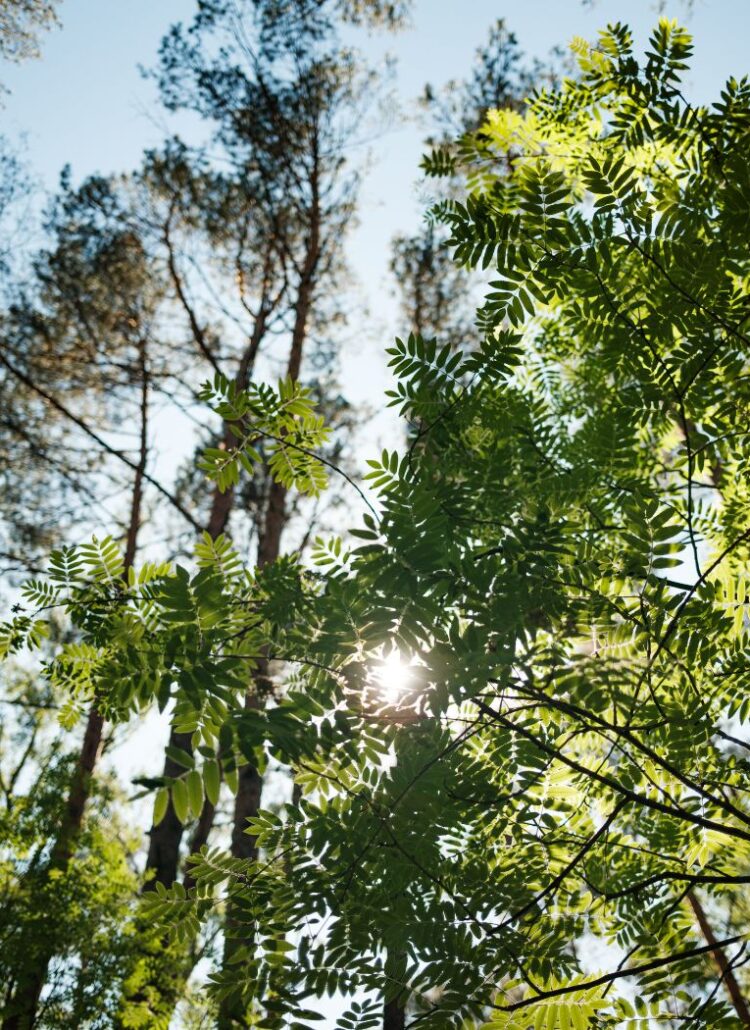 The Healing Power of Nature Restore Your Energy Naturally